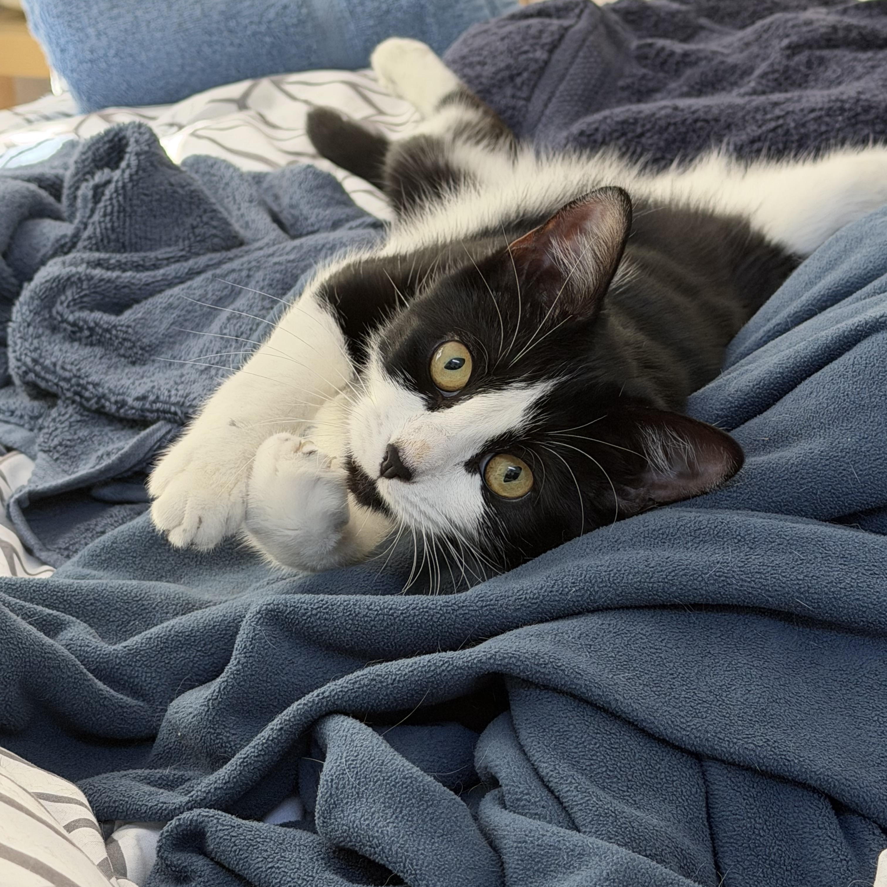 Peony, Adoptable, Young Female Domestic Short Hair.