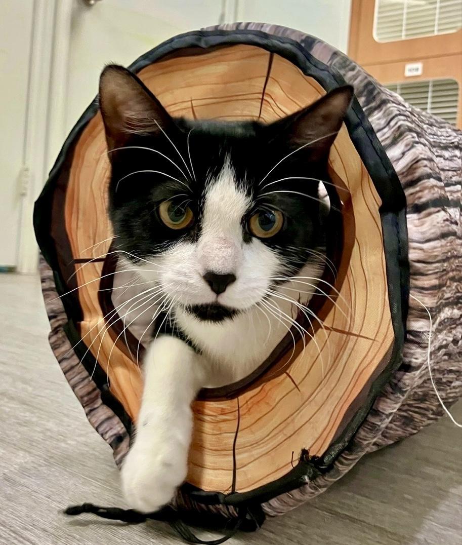 Peony, a Adoptable Domestic Short Hair in Kent, WA image 4/6