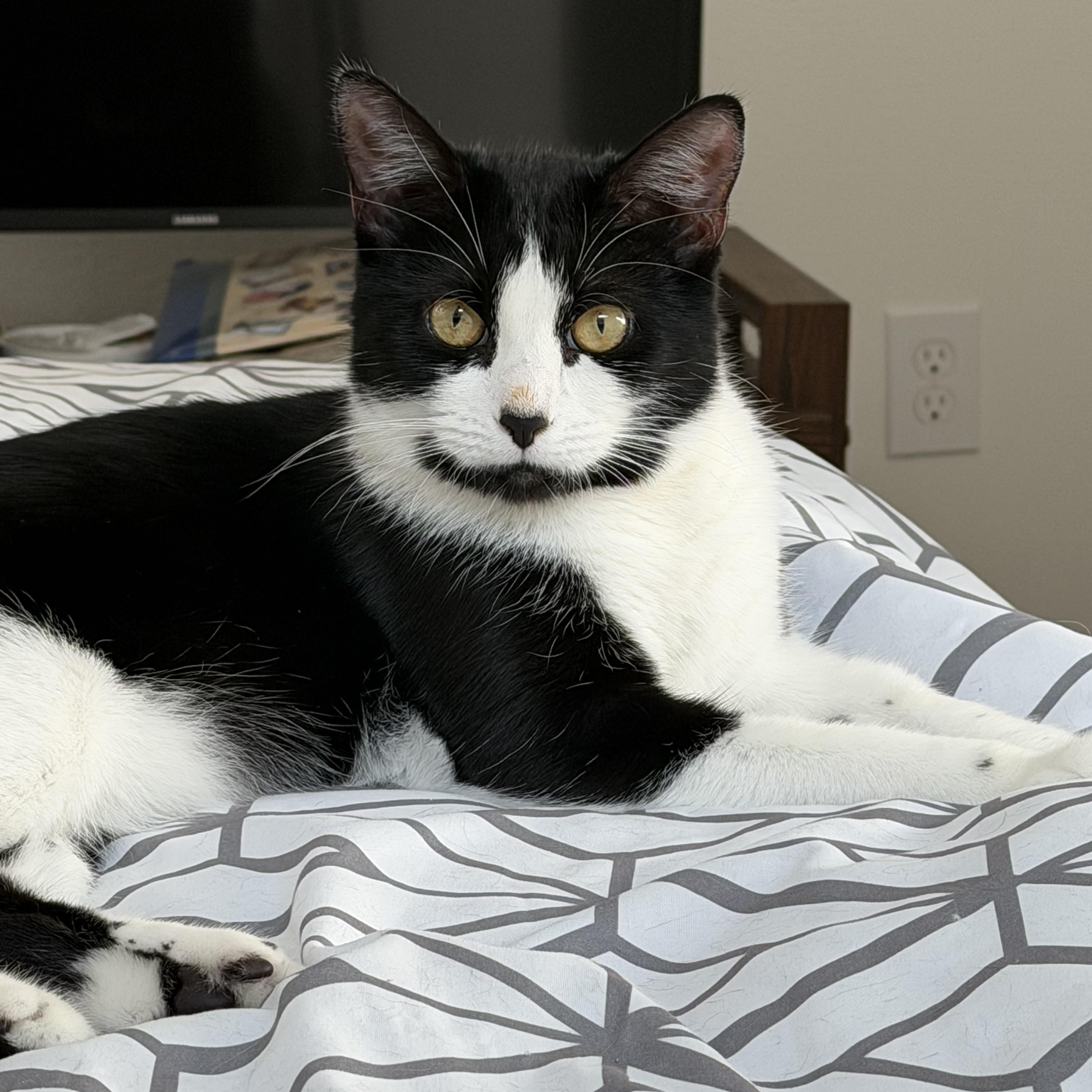 Peony, a Adoptable Domestic Short Hair in Kent, WA image 2/6