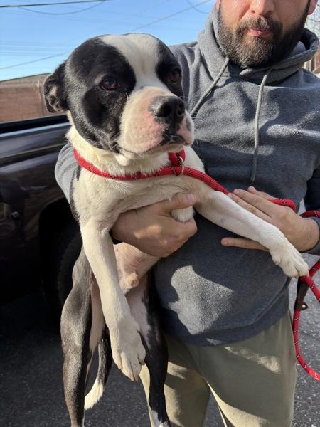 Vincent, Adoptable, Adult Male Terrier.