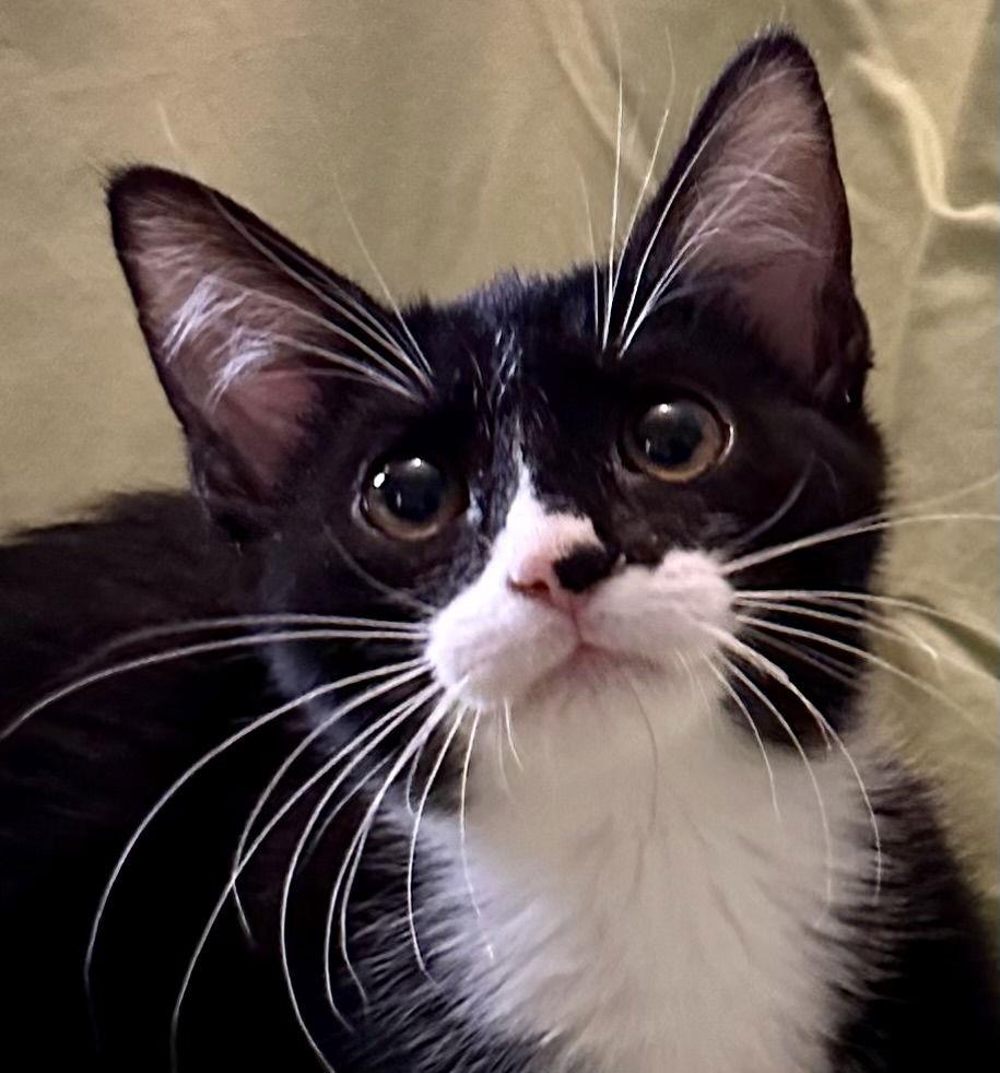 Beignet, Adoptable, Kitten Female Tuxedo & Domestic Short Hair.