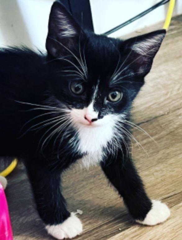 Enlarge Beignet, a Adoptable mixed breed in Phoenix, AZ image 2/2