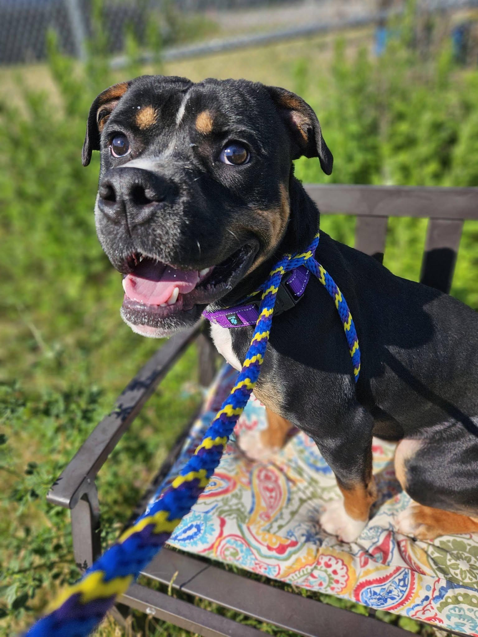 Edison, an adoptable mixed breed in Cleveland, OH image 3/6