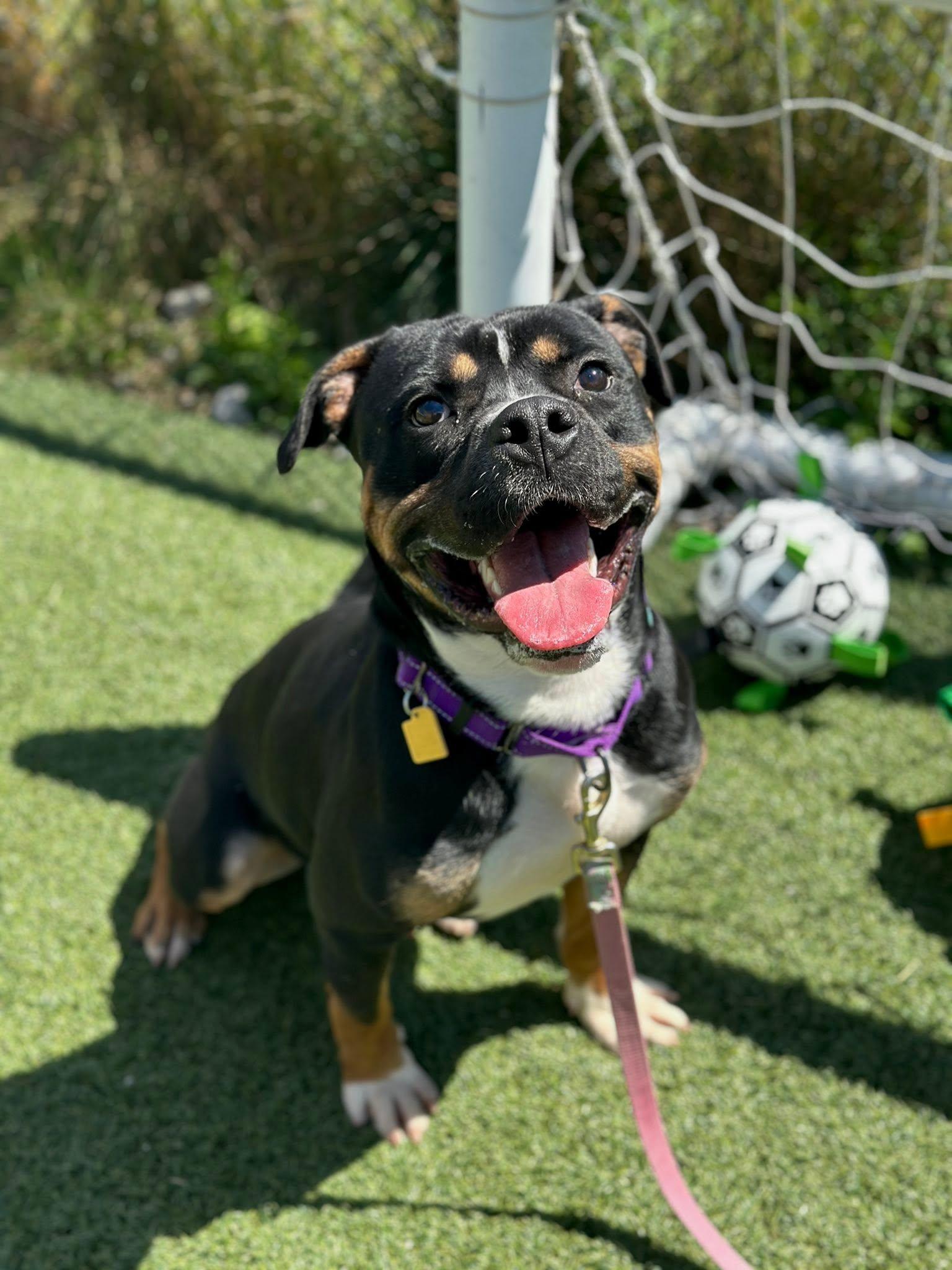Edison, an adoptable mixed breed in Cleveland, OH image 4/6