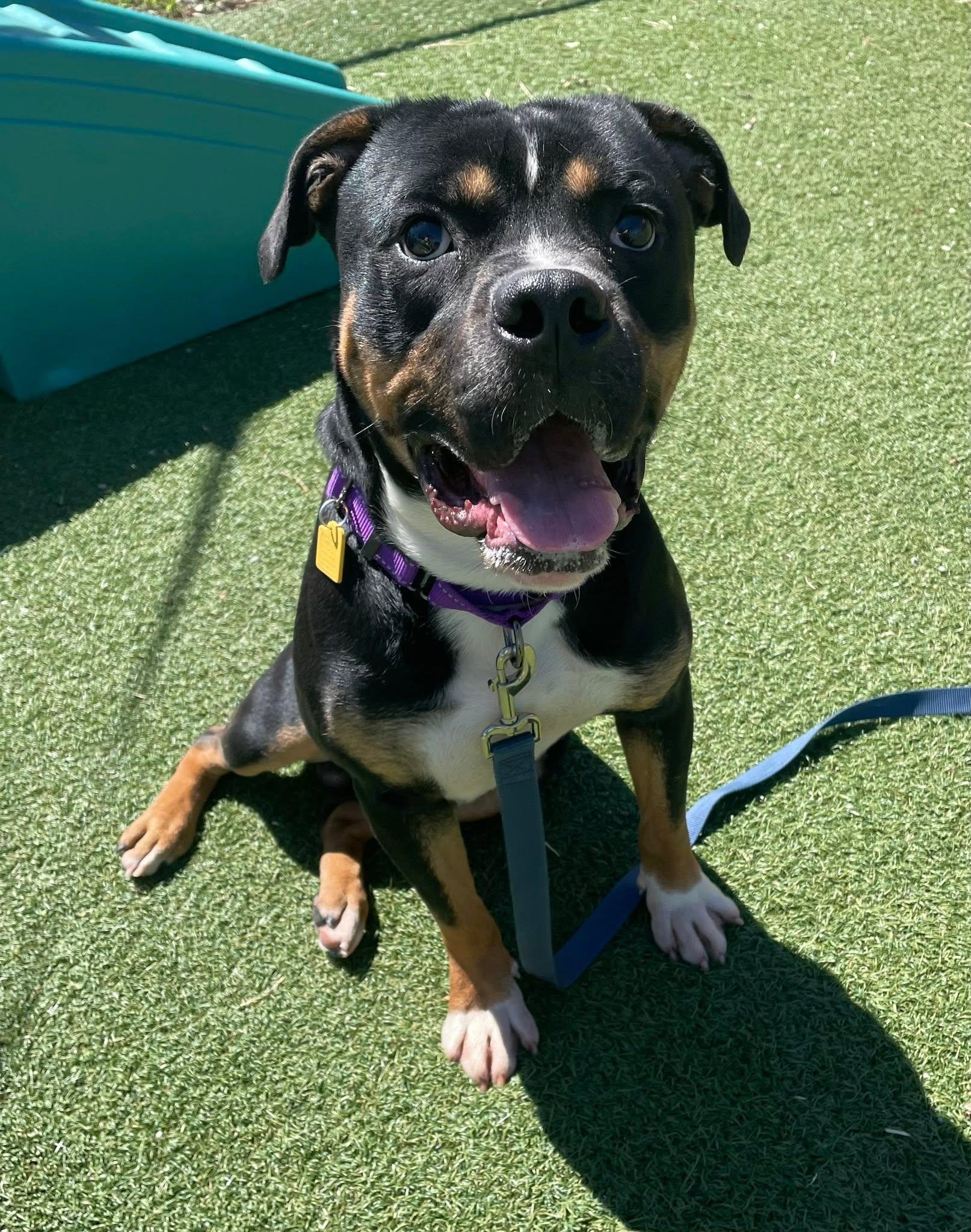 Edison, an adoptable mixed breed in Cleveland, OH image 2/6