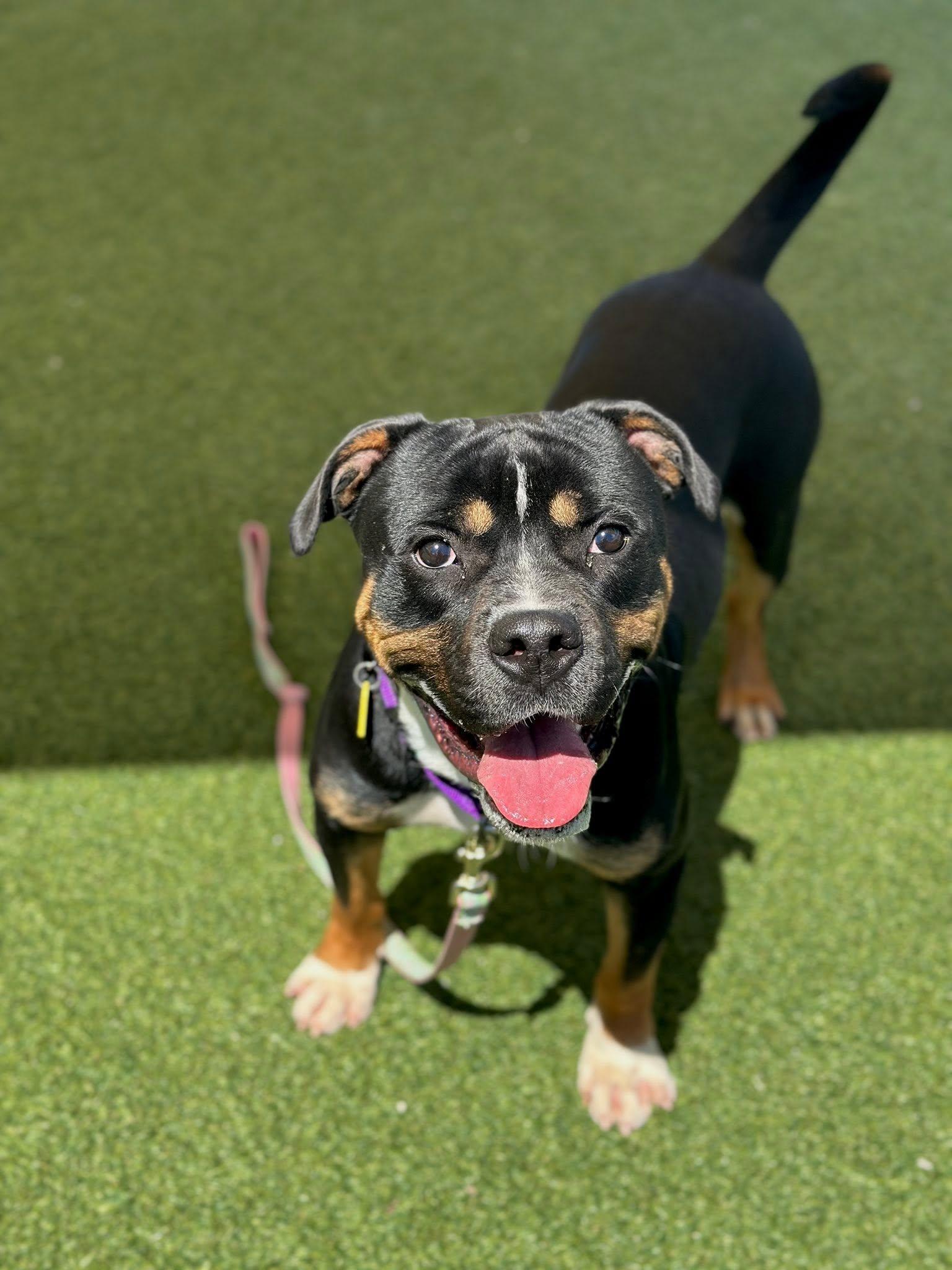 Edison, an adoptable mixed breed in Cleveland, OH image 5/6
