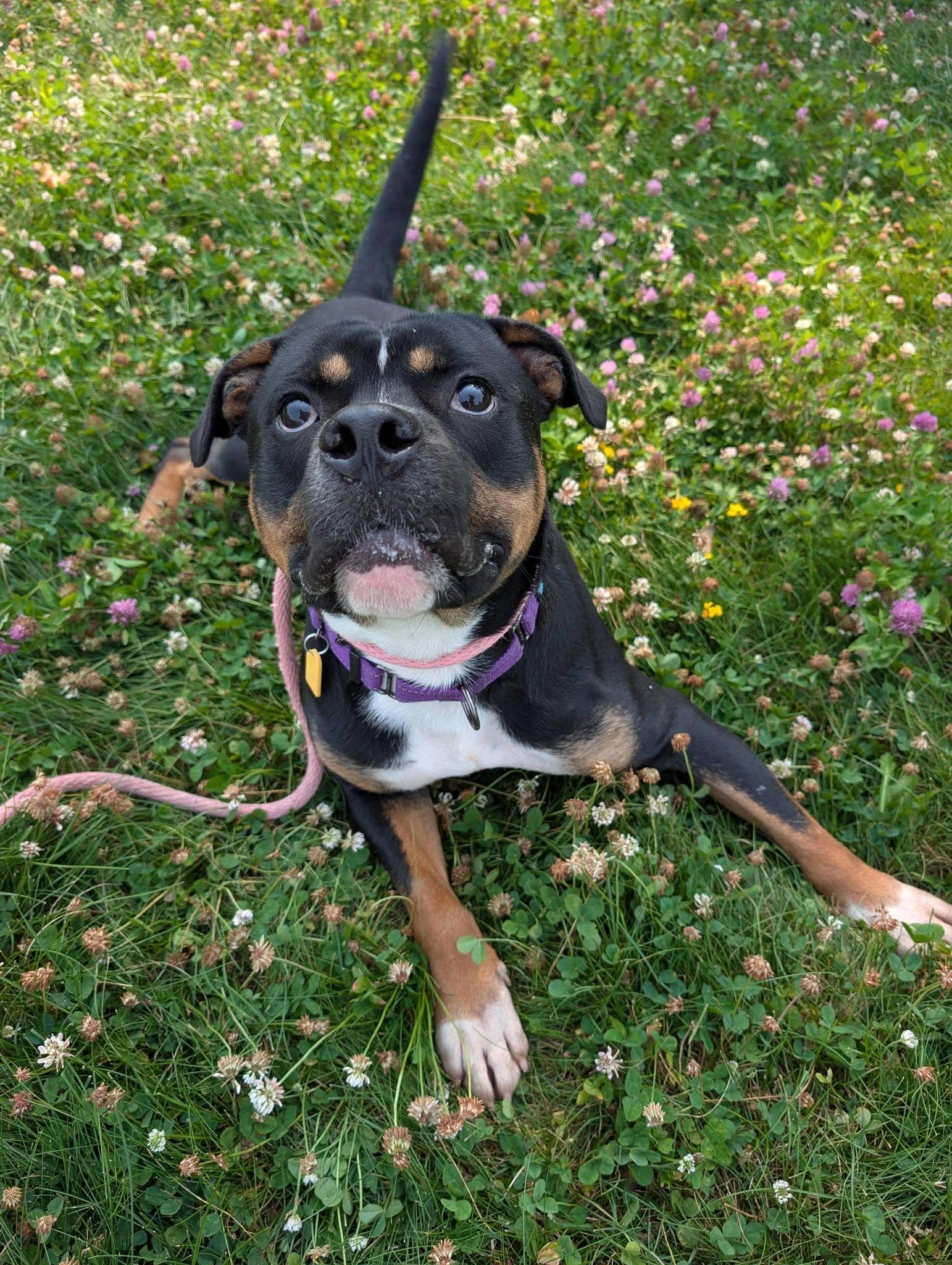 Edison, adoptable, Young Male Pit Bull Terrier.