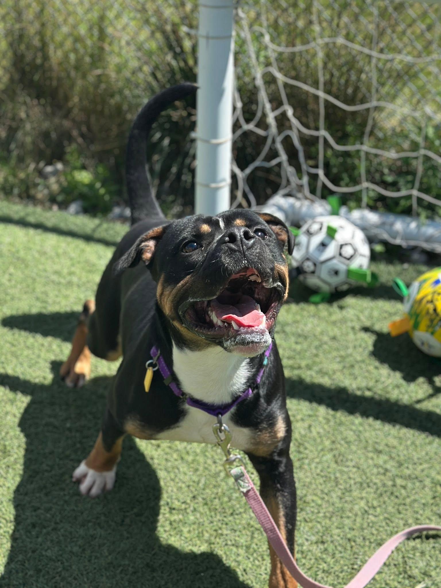 Edison, an adoptable mixed breed in Cleveland, OH image 6/6