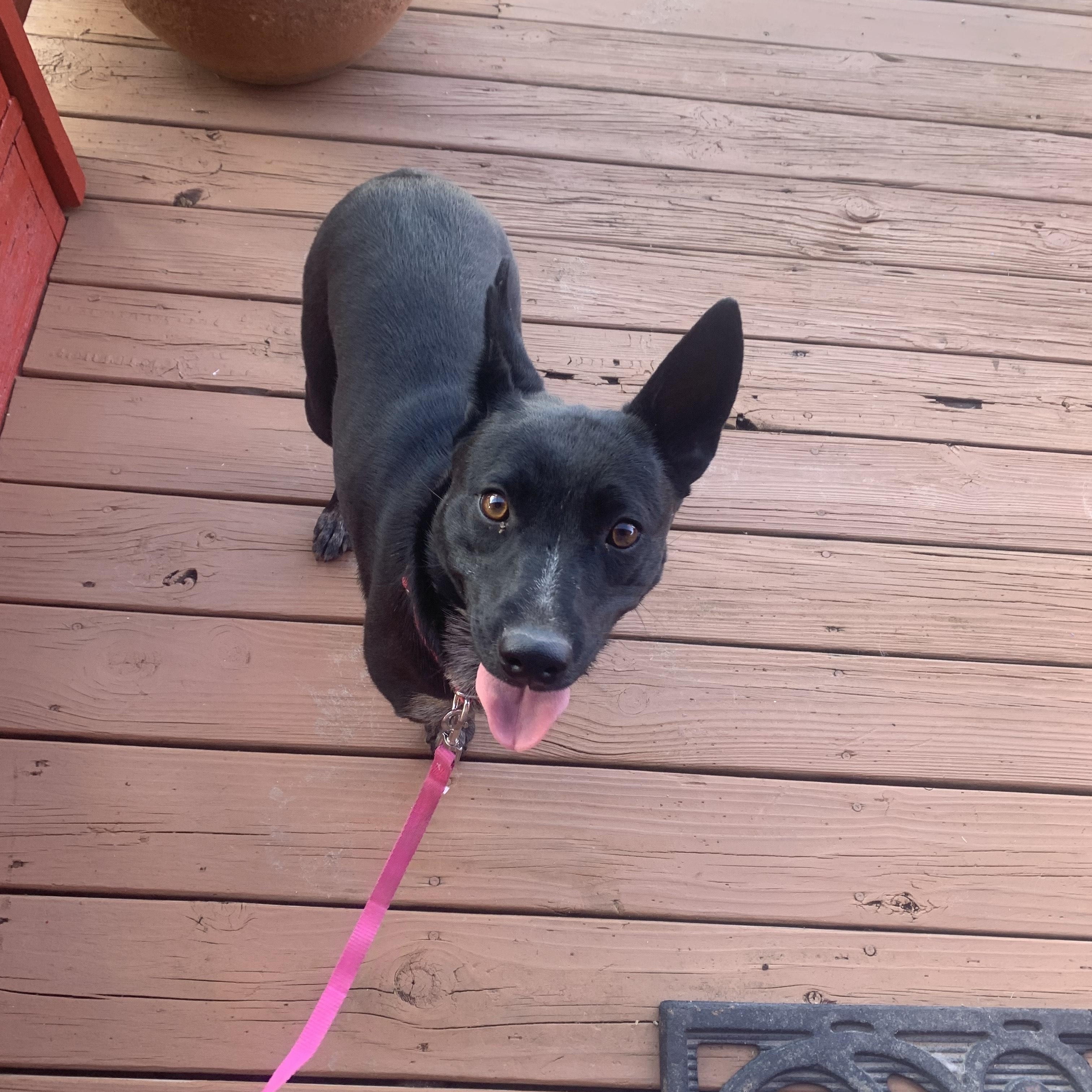 Zelda, Adoptable, Young Female Australian Shepherd & Australian Cattle Dog / Blue Heeler.