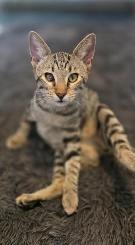 Mr Marshall Mittens, Adoptable, Kitten Male Domestic Short Hair.