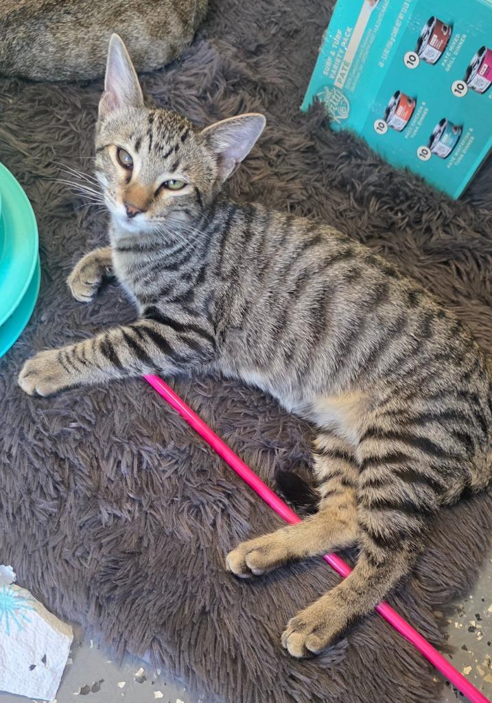 Enlarge Mr Marshall Mittens, a Adoptable mixed breed in Miami, OK image 2/5