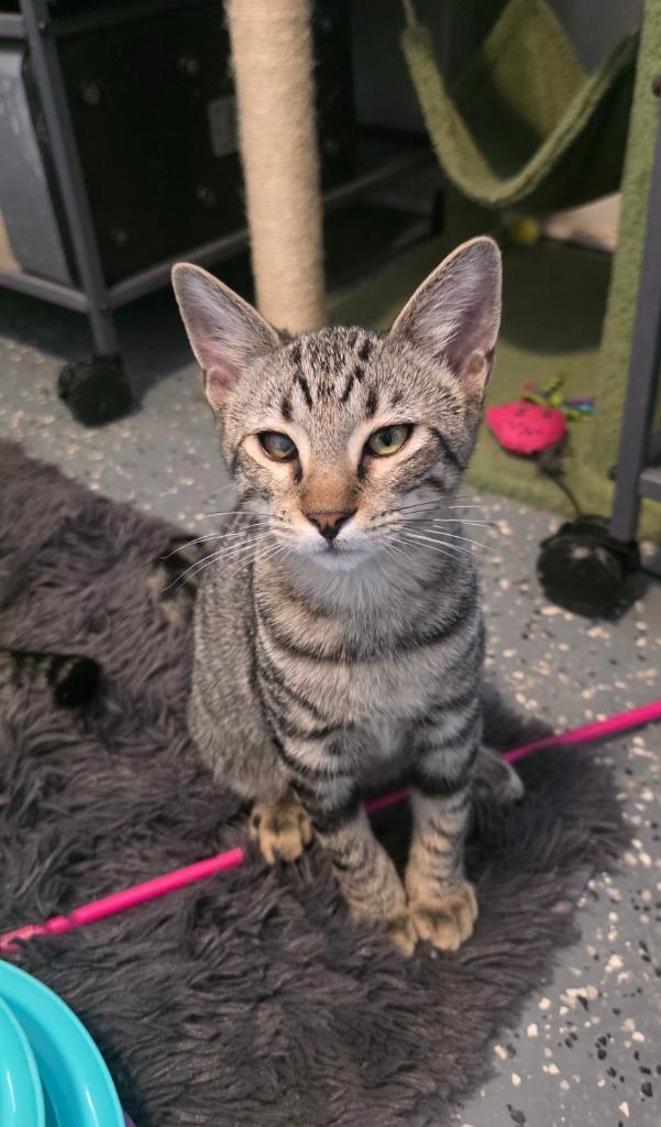 Enlarge Mr Marshall Mittens, a Adoptable mixed breed in Miami, OK image 3/5