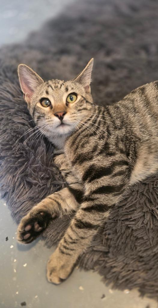 Enlarge Mr Marshall Mittens, a Adoptable mixed breed in Miami, OK image 4/5