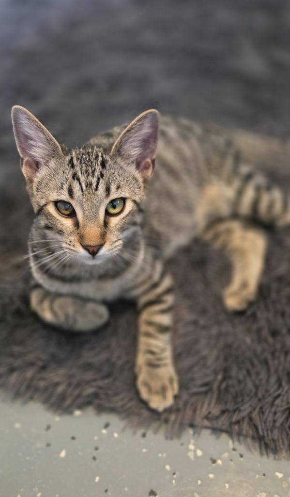 Enlarge Mr Marshall Mittens, a Adoptable mixed breed in Miami, OK image 5/5