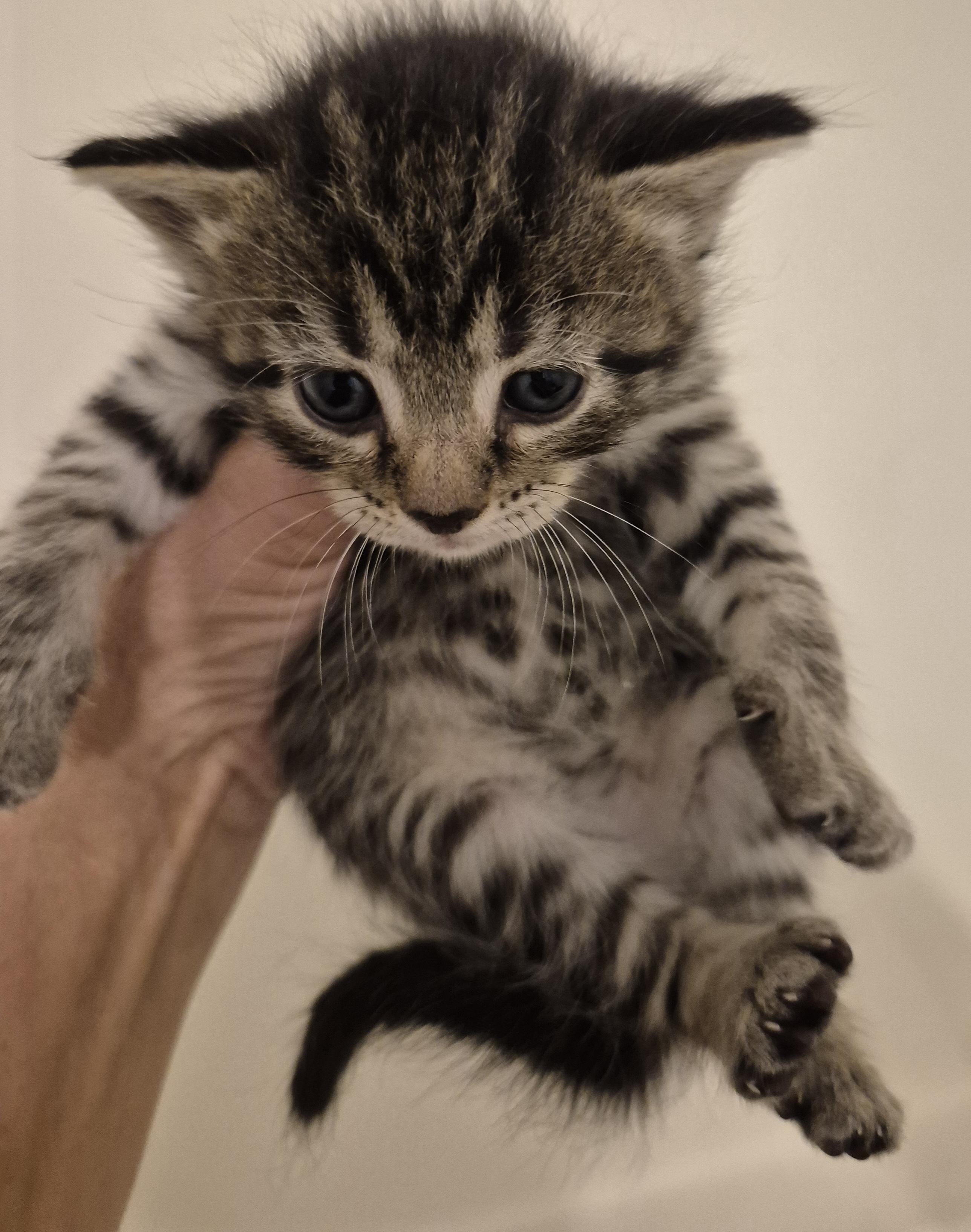Enlarge FLASH APOLLO, a Adopted mixed breed in Sardinia, OH image 2/6