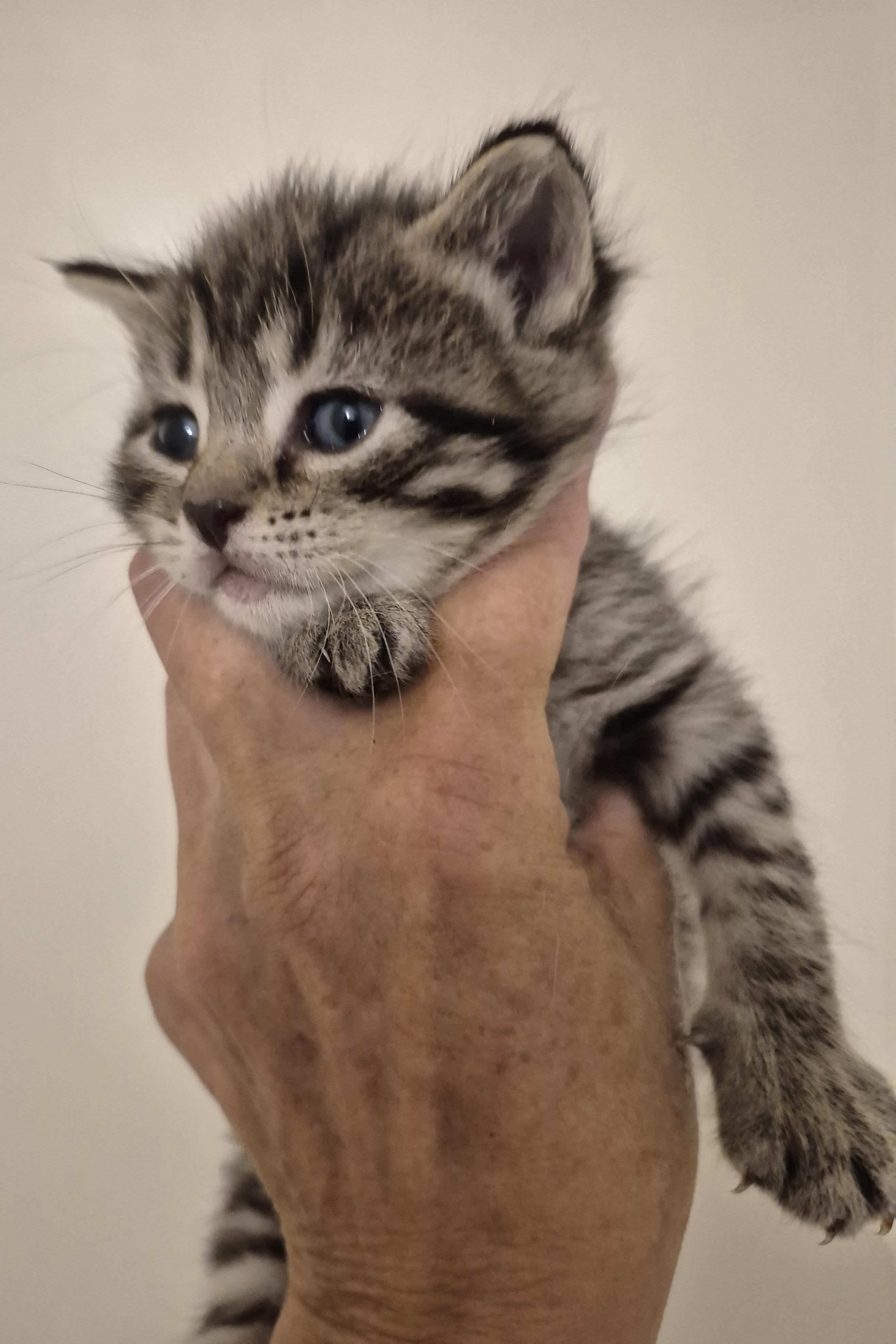 FLASH APOLLO, Adopted, Kitten Male Maine Coon & Domestic Short Hair.