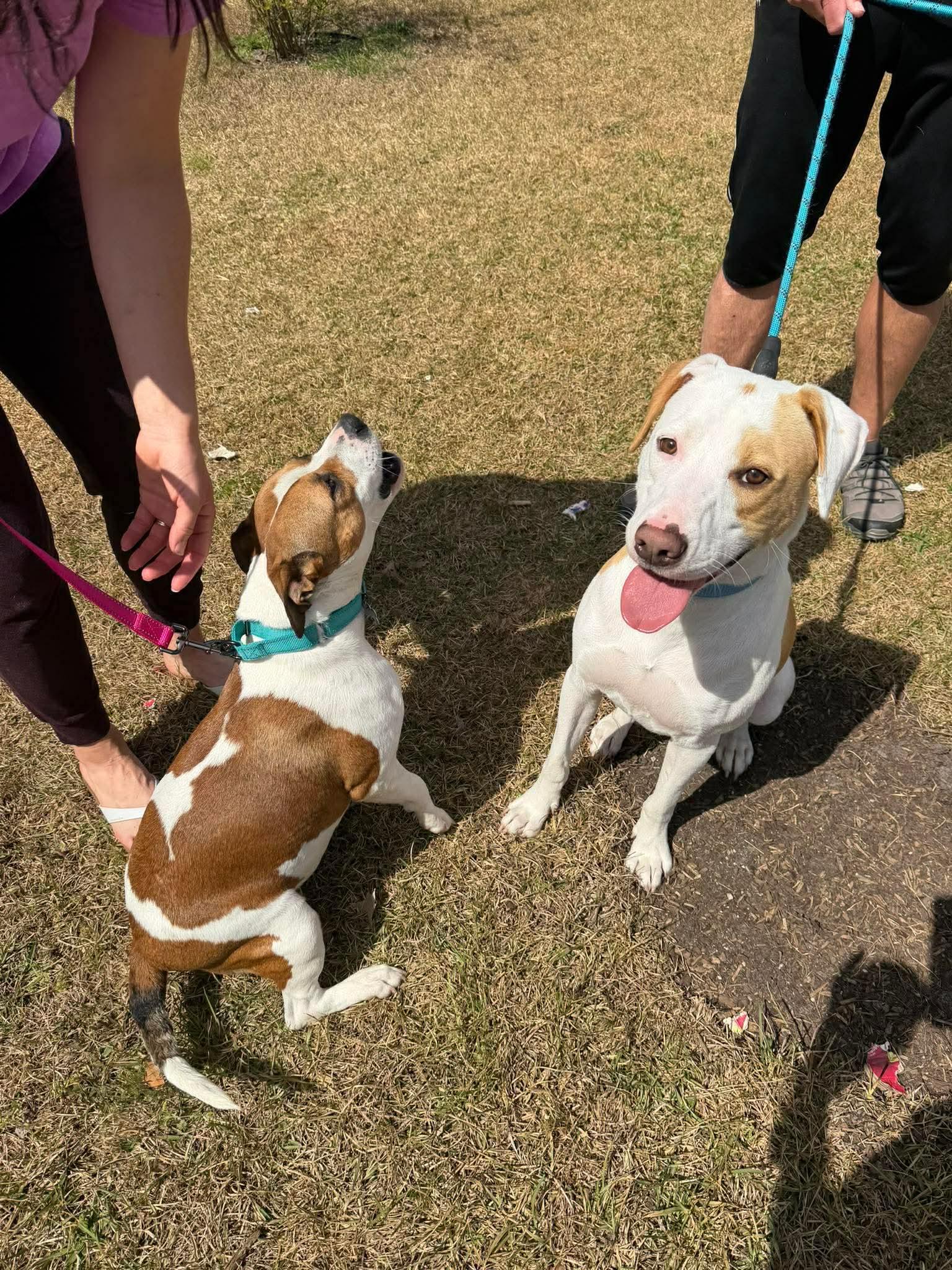 Enlarge Mercedes, a ADOPTABLE mixed breed in Sunset Bch, NC image 4/4