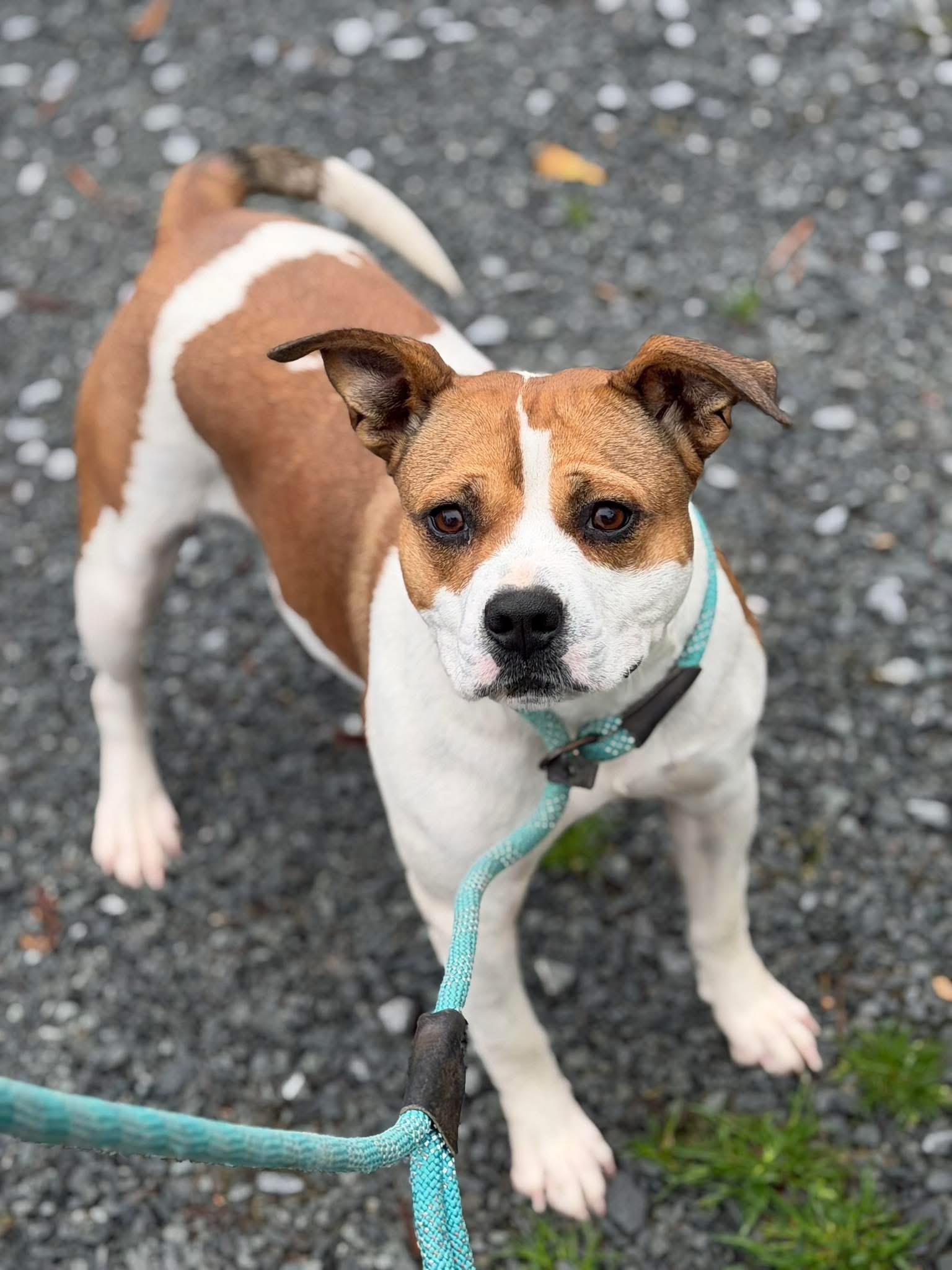 Mercedes, ADOPTABLE, Adult Female Mixed Breed.