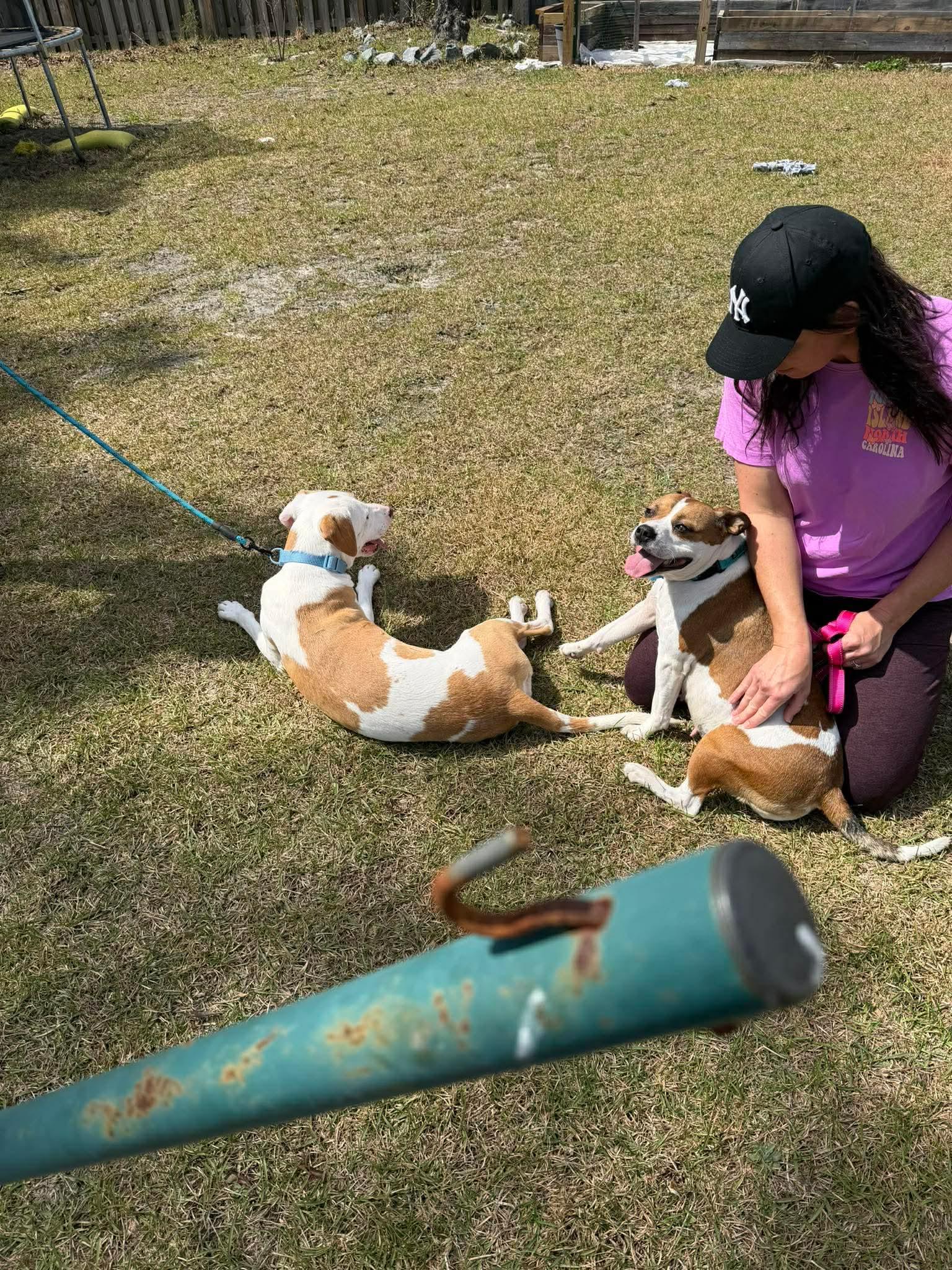 Enlarge Mercedes, a ADOPTABLE mixed breed in Sunset Bch, NC image 3/4