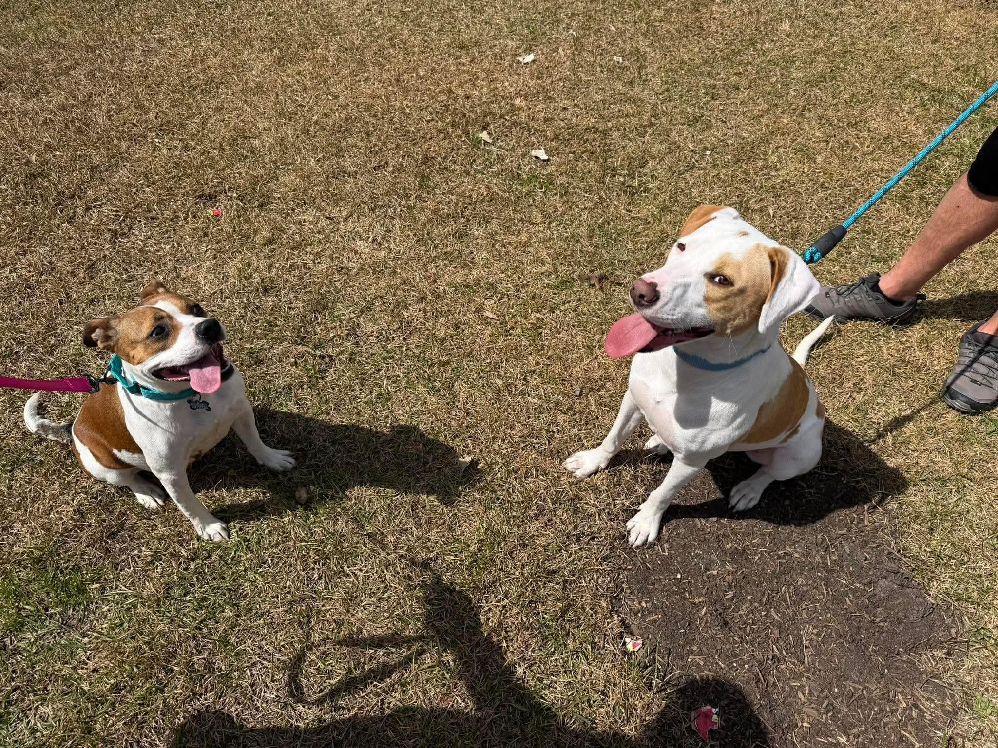 Enlarge Mercedes, a ADOPTABLE mixed breed in Sunset Bch, NC image 2/4