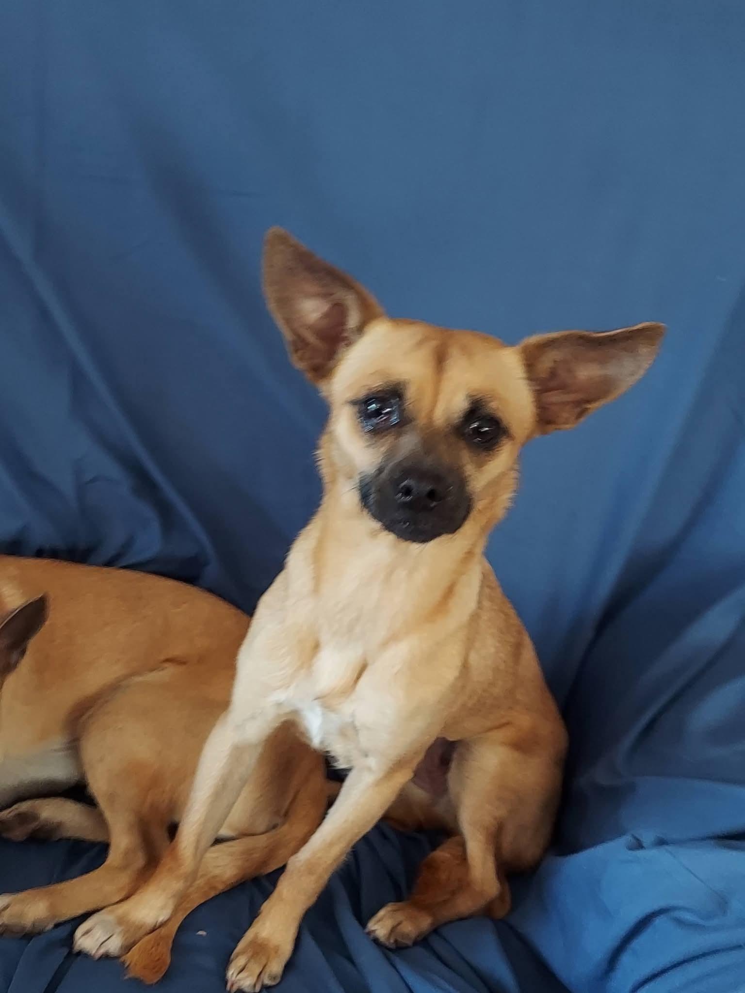 Enlarge Mamacita Chica , a ADOPTABLE mixed breed in Oakland, CA image 2/5