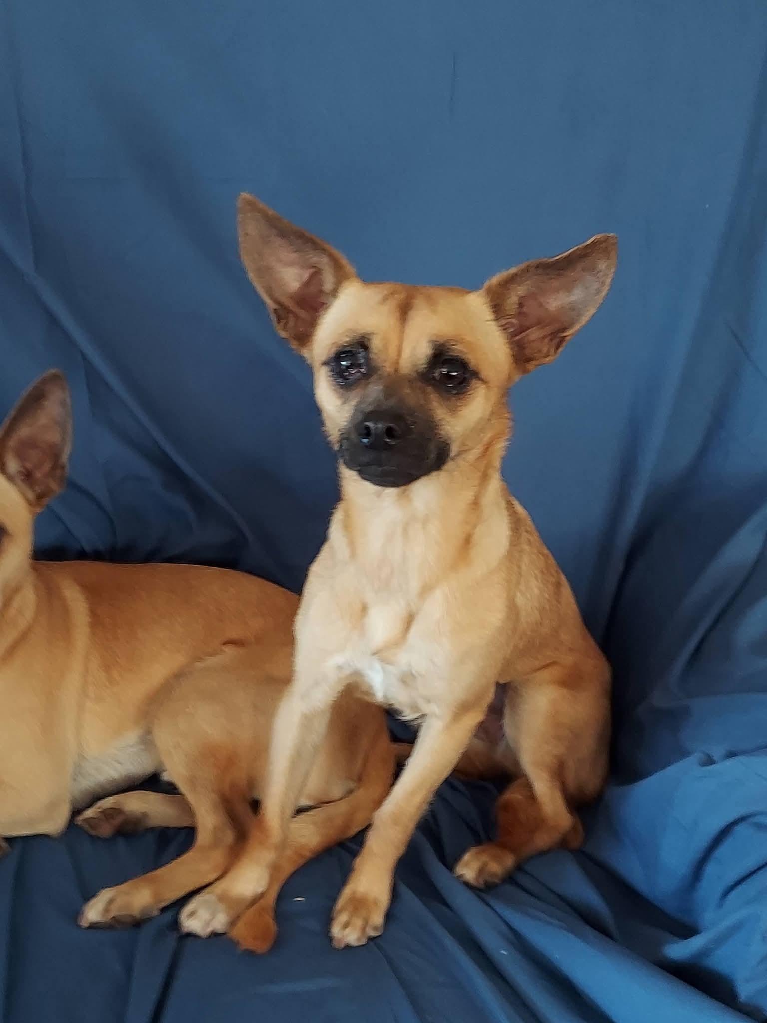 Mamacita Chica , ADOPTABLE, Adult Male Terrier.