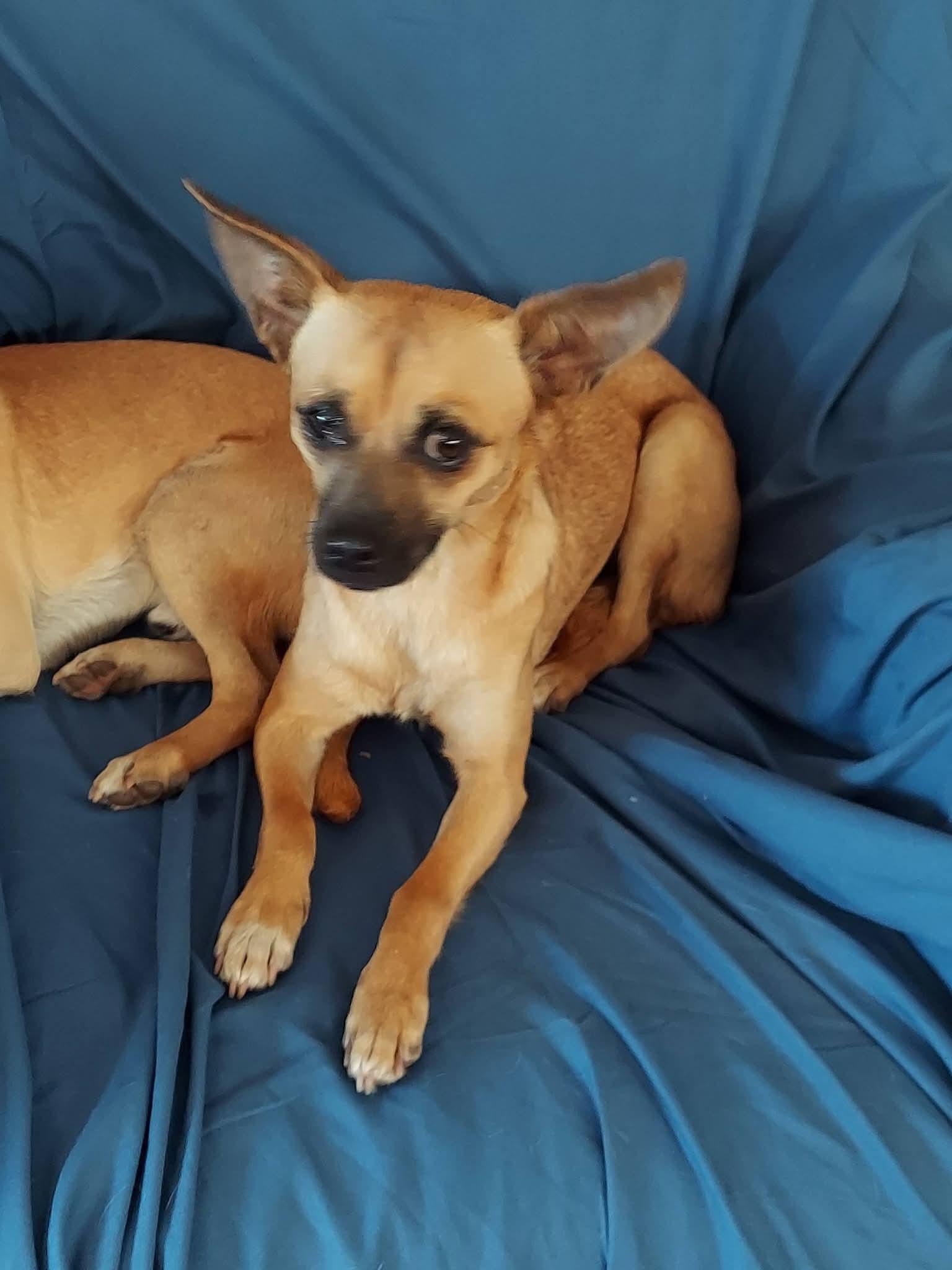Enlarge Mamacita Chica , a ADOPTABLE mixed breed in Oakland, CA image 3/5