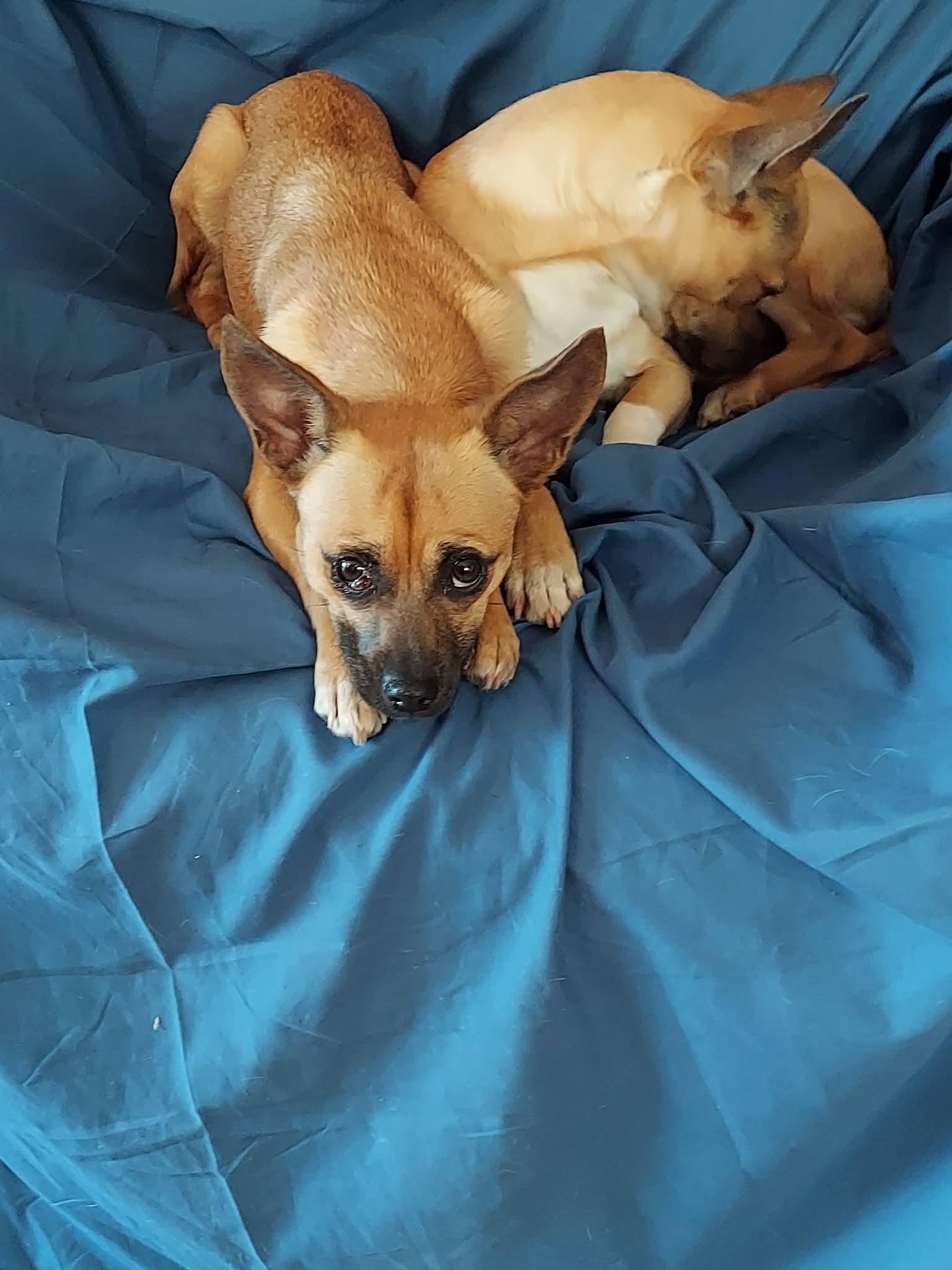 Enlarge Mamacita Chica , a ADOPTABLE mixed breed in Oakland, CA image 5/5