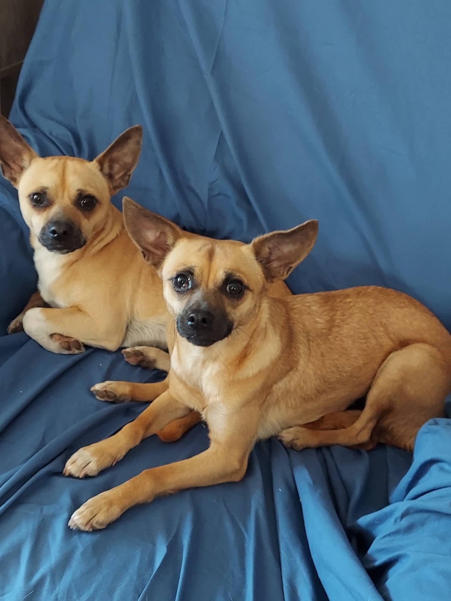 Enlarge Mamacita Chica , a ADOPTABLE mixed breed in Oakland, CA image 4/5