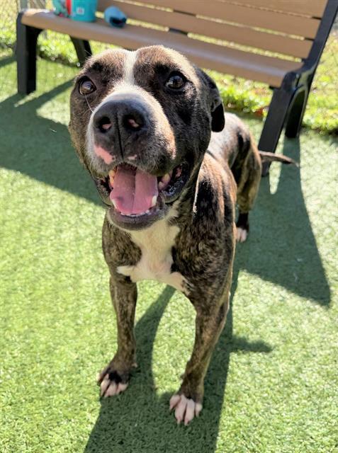 Enlarge RICH, a Adoptable Mixed Breed in Columbia, SC image 1/1