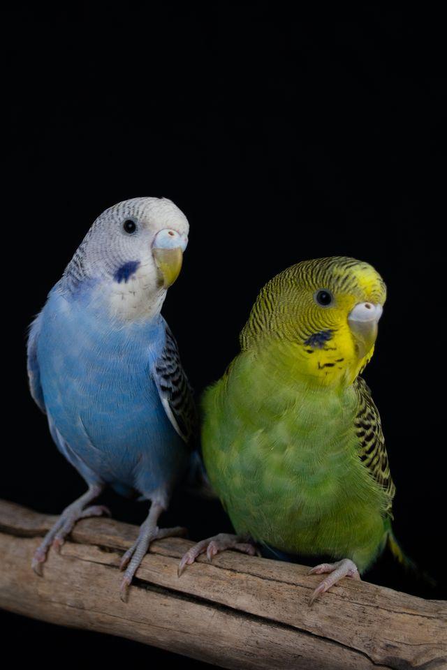 Susan (Green Female), Adoptable, Young Female Parakeet (Other).
