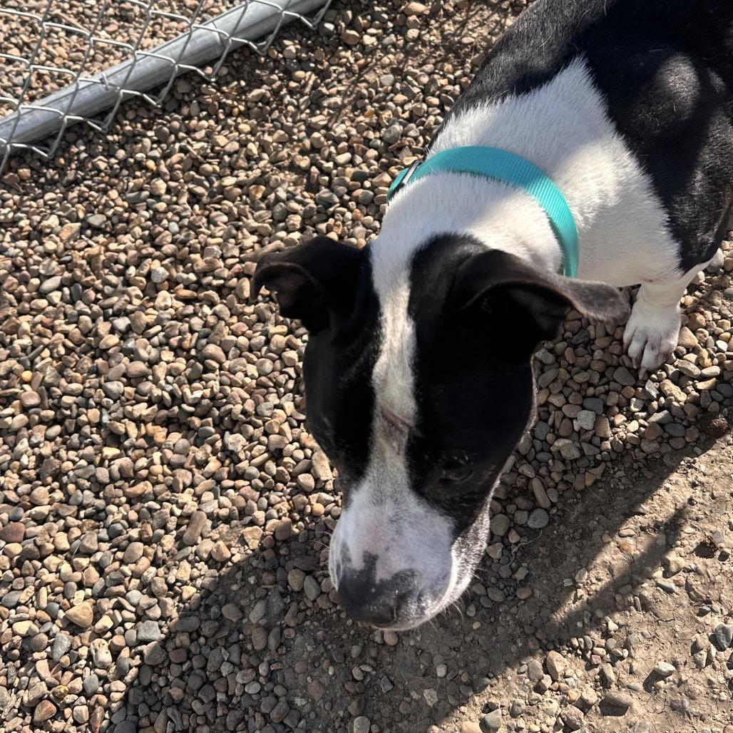 Enlarge Maizie, a Adoptable mixed breed in Chariton, IA image 1/4