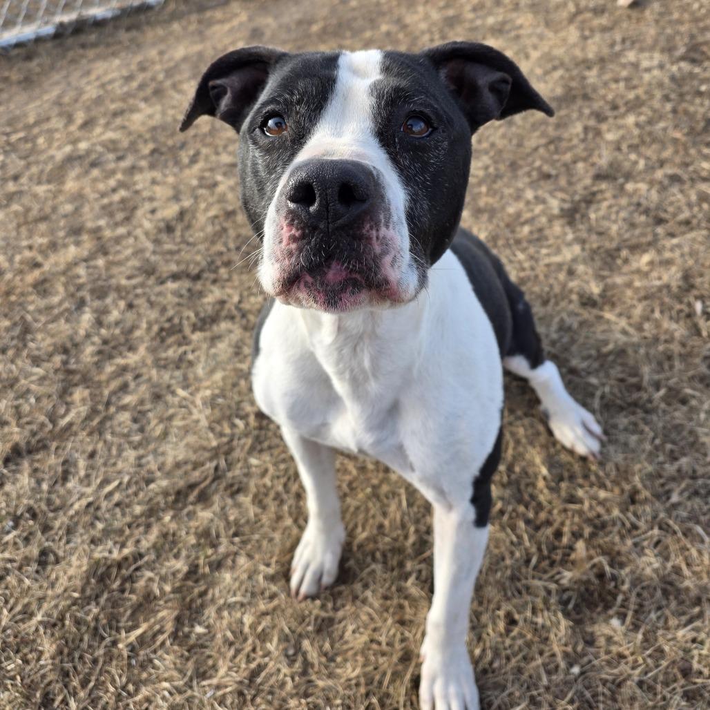 Maizie (Sponsored), a Adoptable mixed breed in Chariton, IA image 2/6