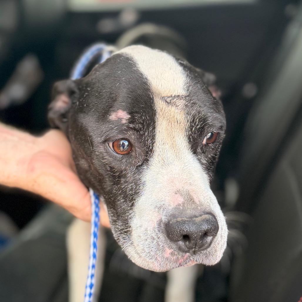 Enlarge Maizie, a Adoptable mixed breed in Chariton, IA image 2/4