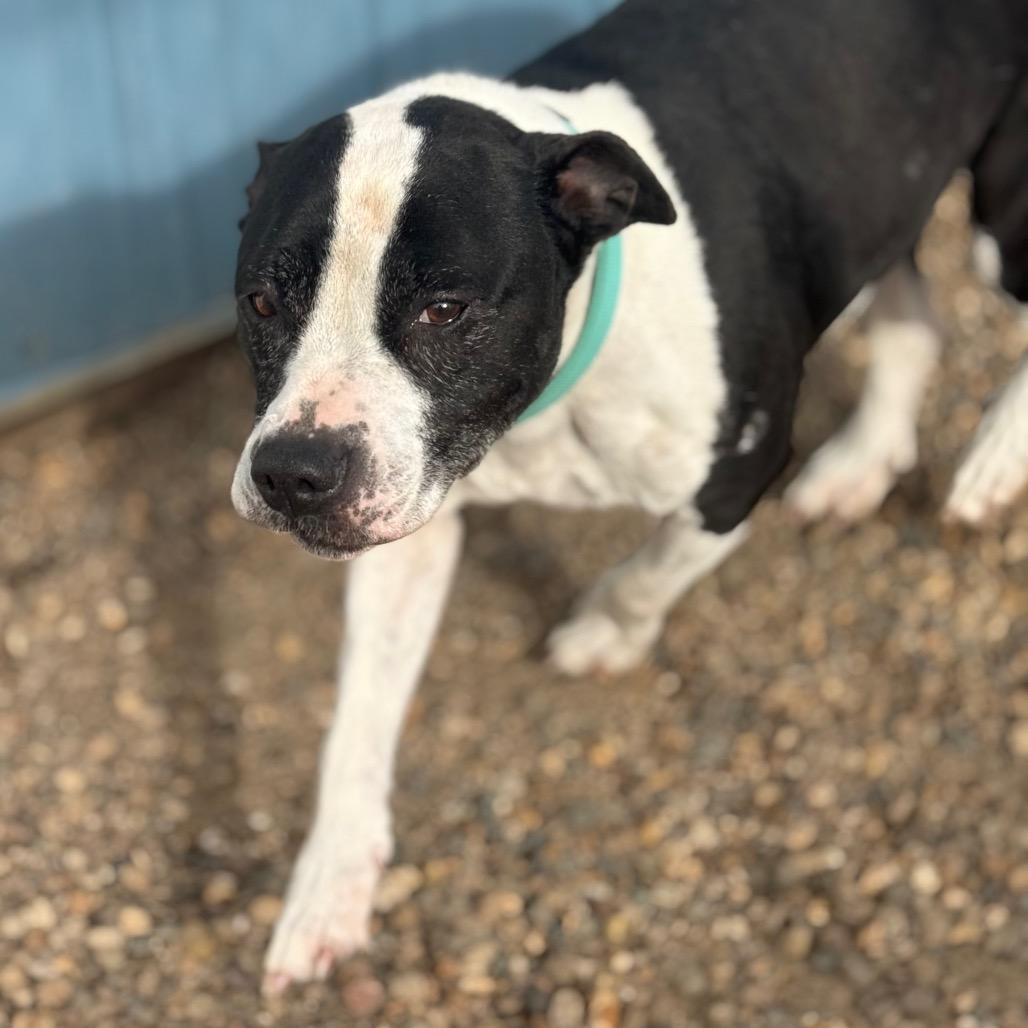 Enlarge Maizie (Sponsored), a Adoptable mixed breed in Chariton, IA image 3/5