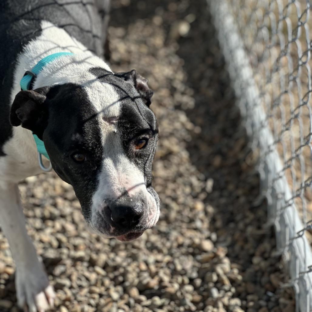 Enlarge Maizie, a Adoptable mixed breed in Chariton, IA image 3/4