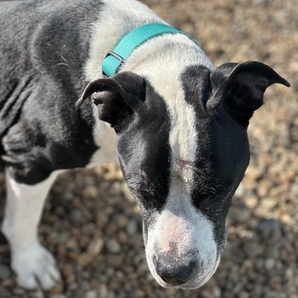 Enlarge Maizie, a Adoptable mixed breed in Chariton, IA image 4/4