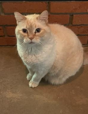 Boy George, Adoptable, Young Male Domestic Short Hair.