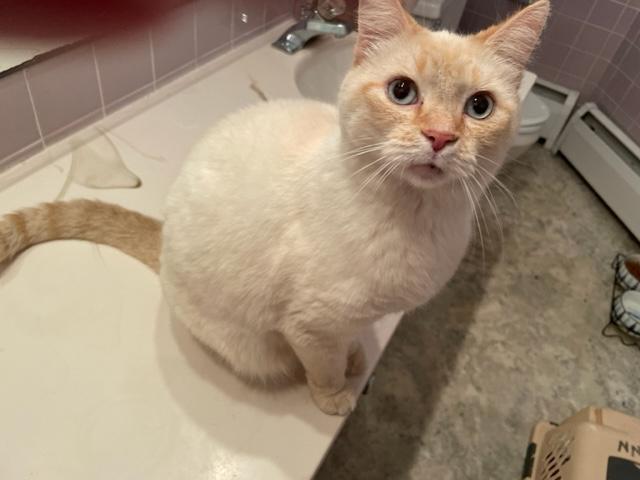 Boy George, an adopted Domestic Short Hair in West Milton, OH image 1/2