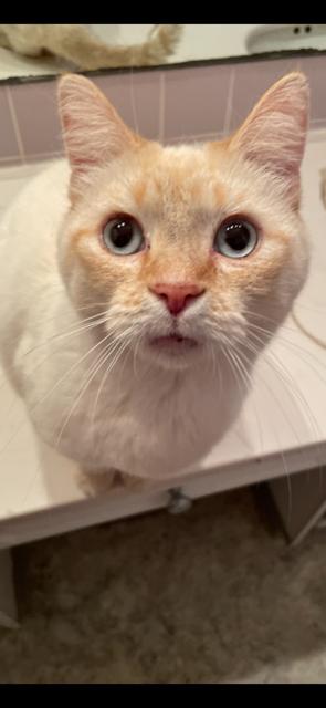 Boy George, an adopted Domestic Short Hair in West Milton, OH image 2/2