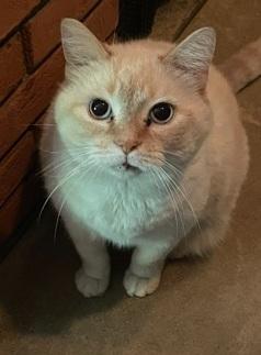 Enlarge Boy George, a Adoptable Domestic Short Hair in West Milton, OH image 2/2