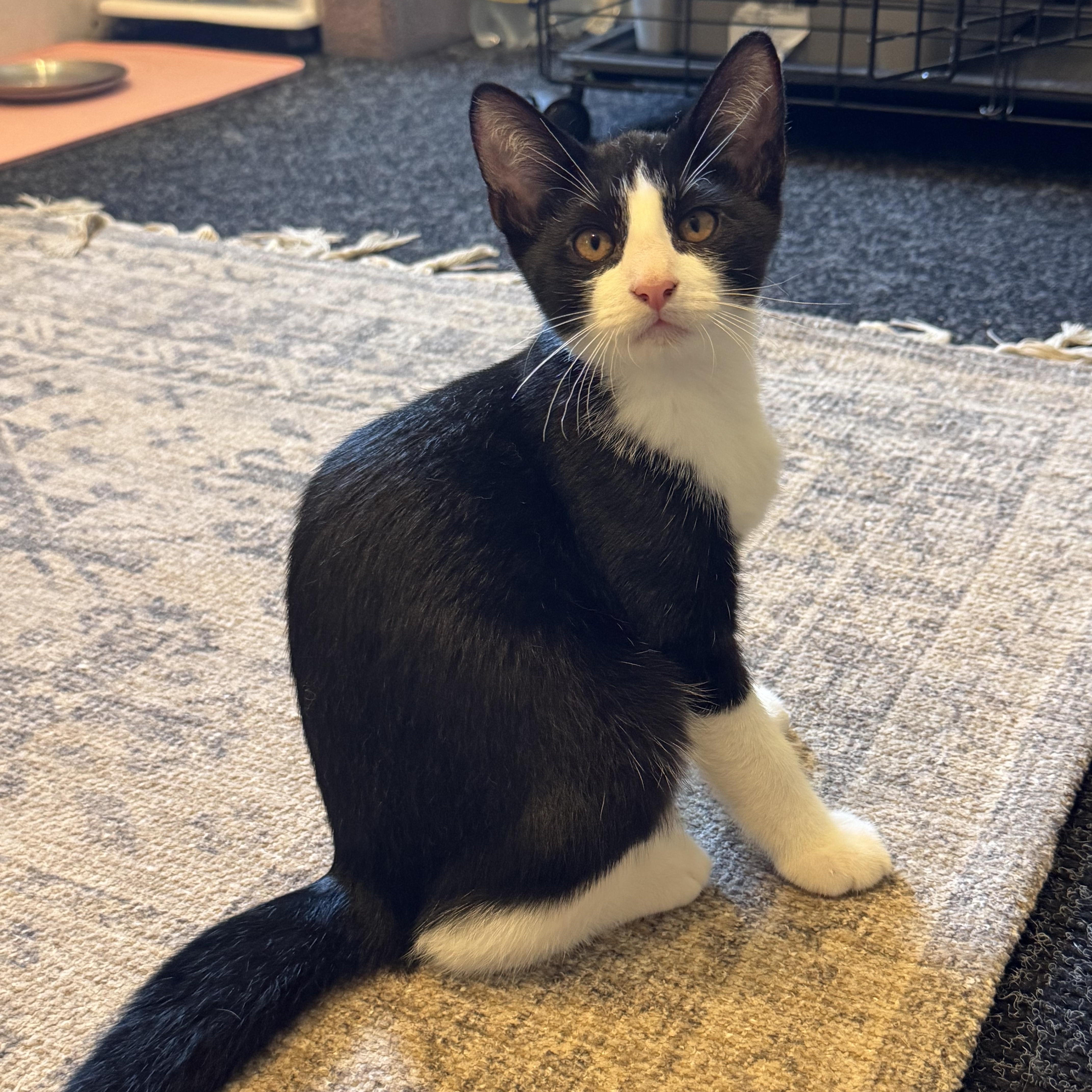Enlarge Boots, a Adopted Domestic Short Hair in Syosset, NY image 2/5