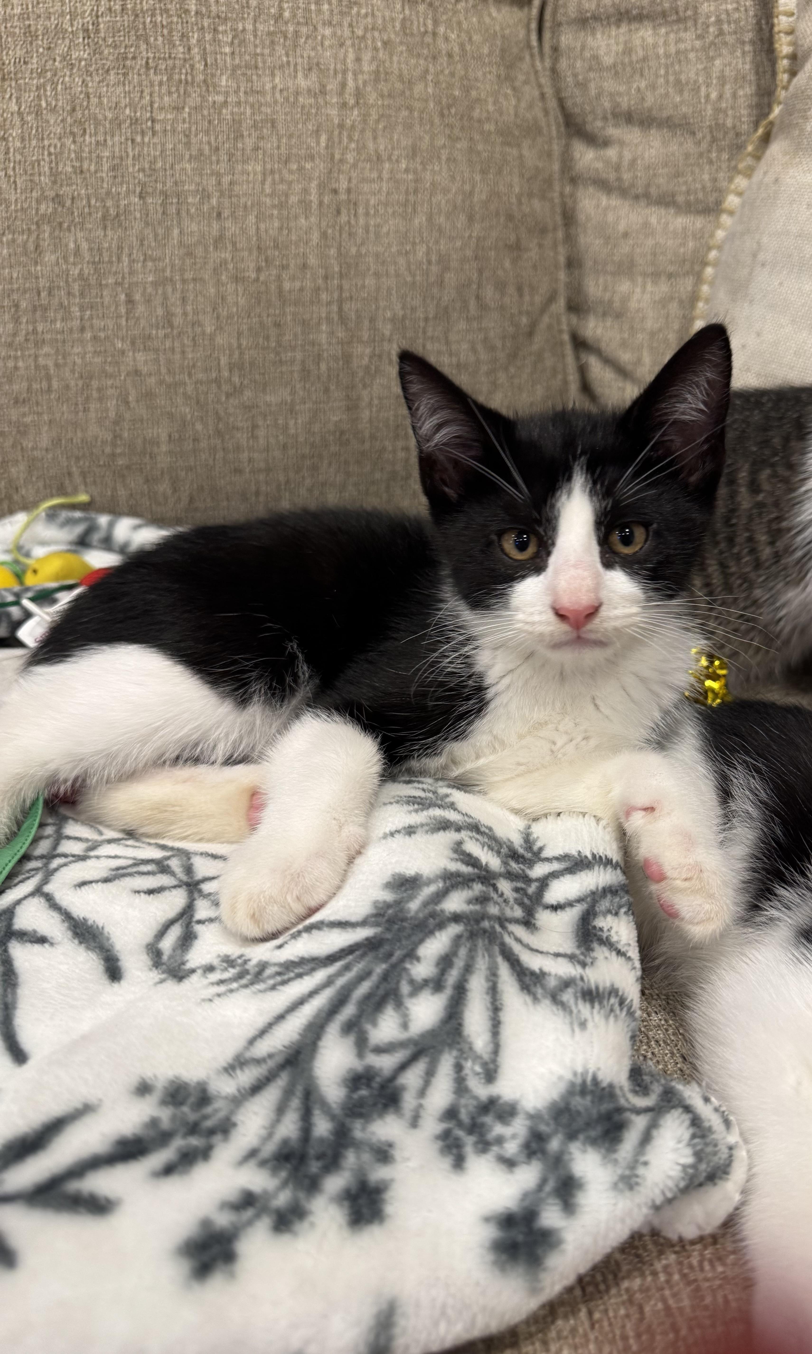 Enlarge Boots, a Adopted Domestic Short Hair in Syosset, NY image 3/5