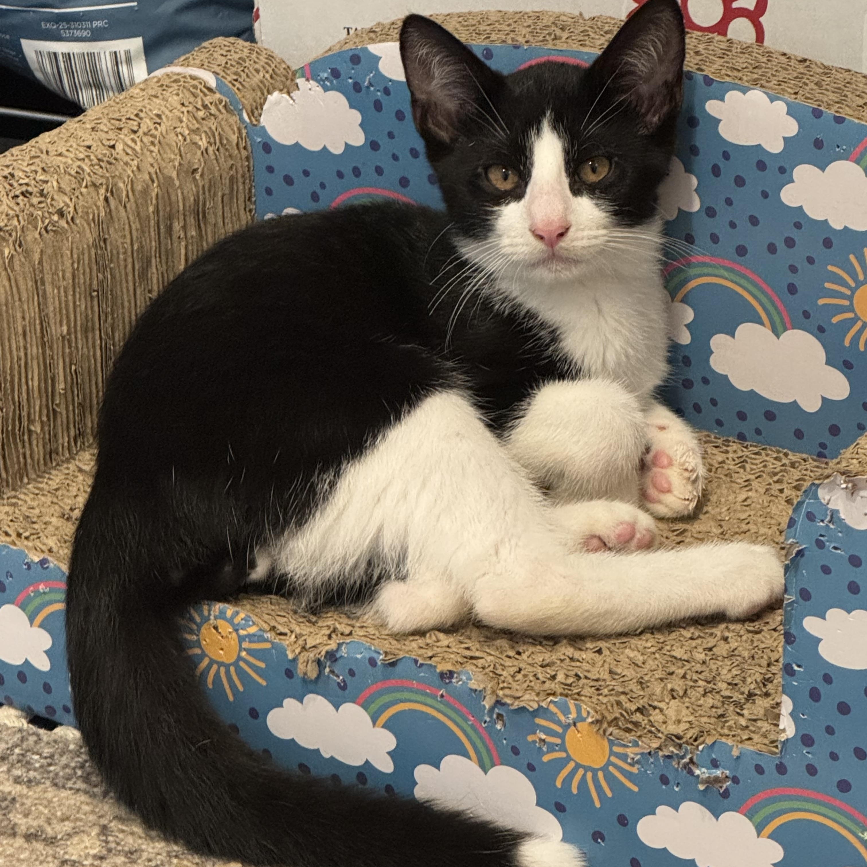 Boots, Adopted, Kitten Male Domestic Short Hair.