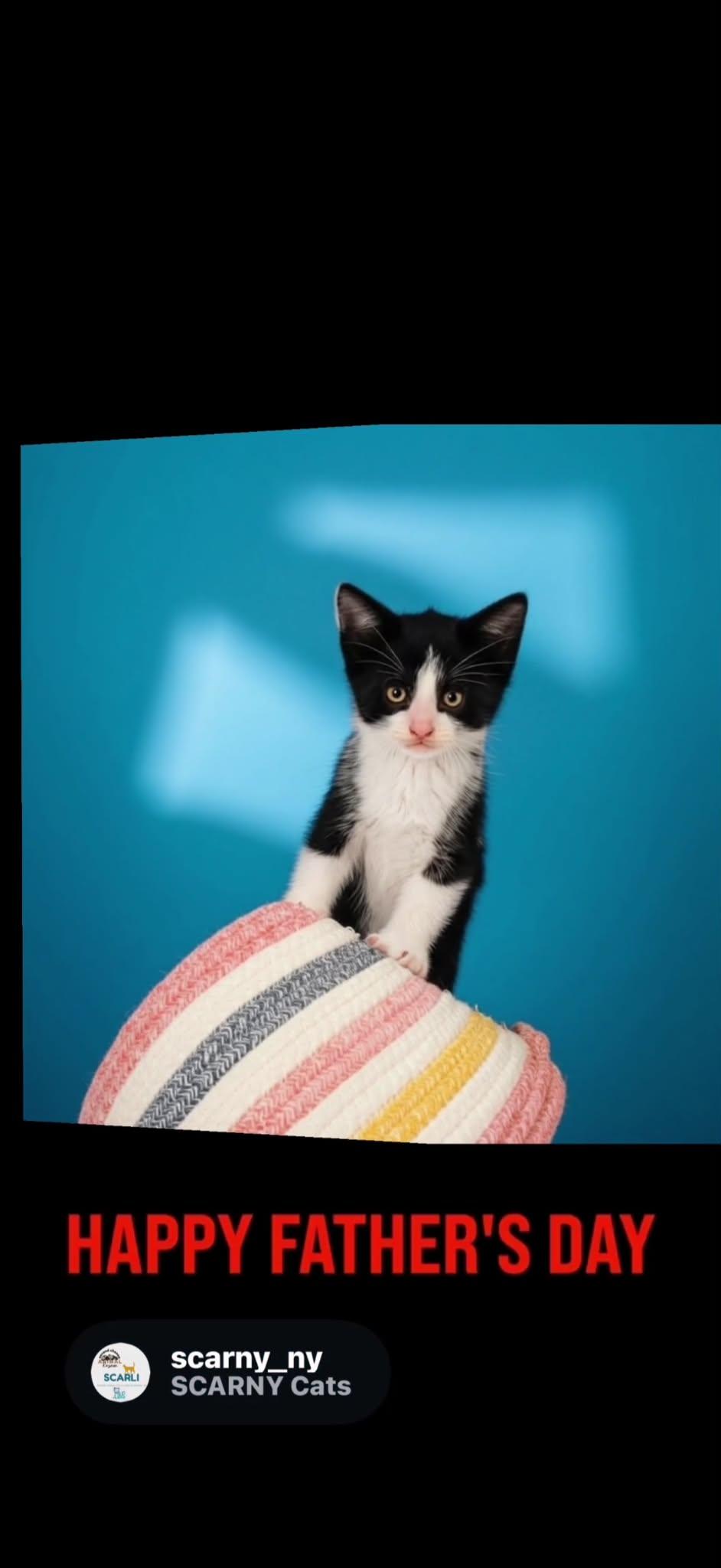 Enlarge Boots, a Adopted Domestic Short Hair in Syosset, NY image 5/5