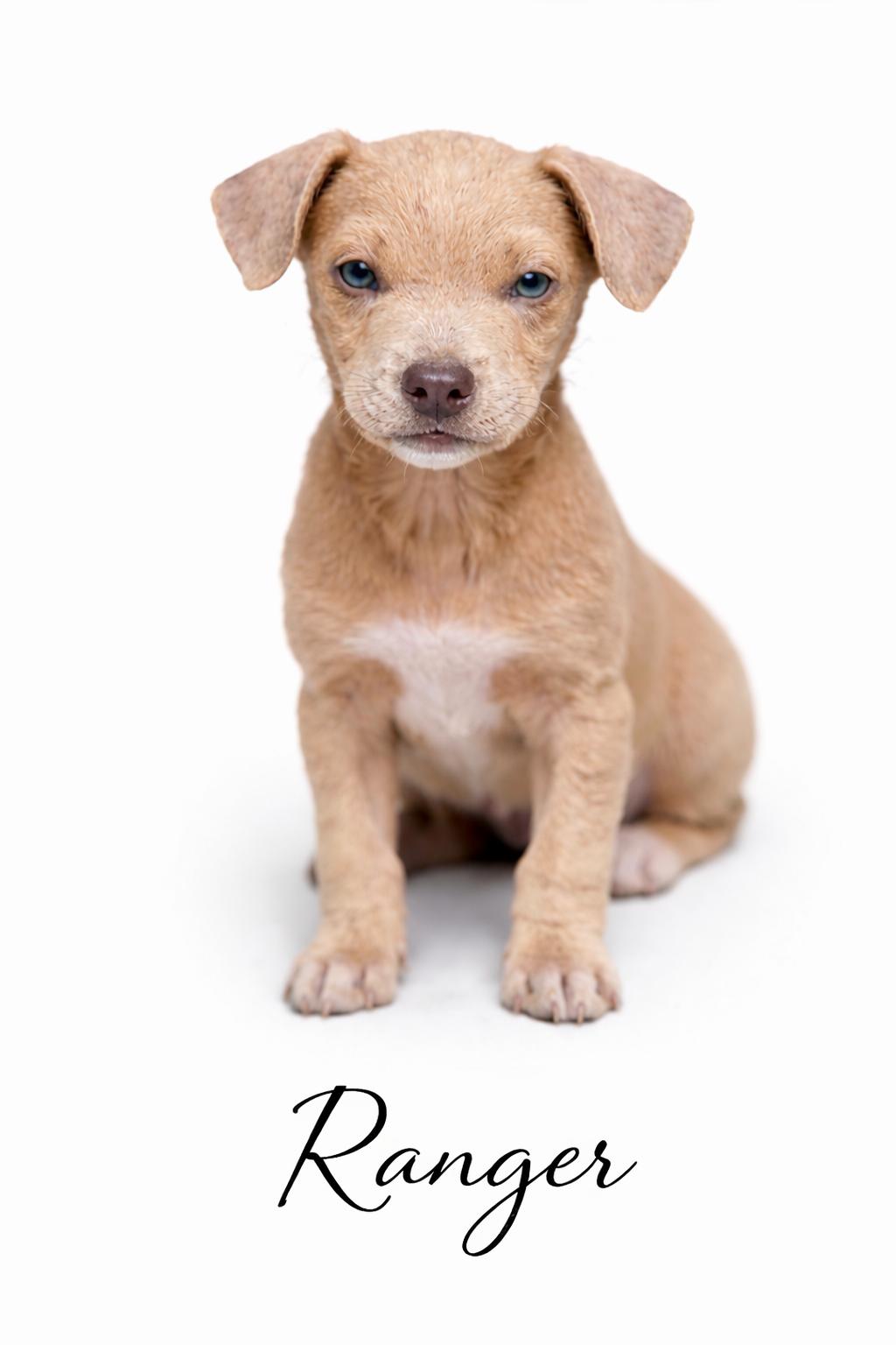 Ranger , Adoptable, Puppy Male Mixed Breed.