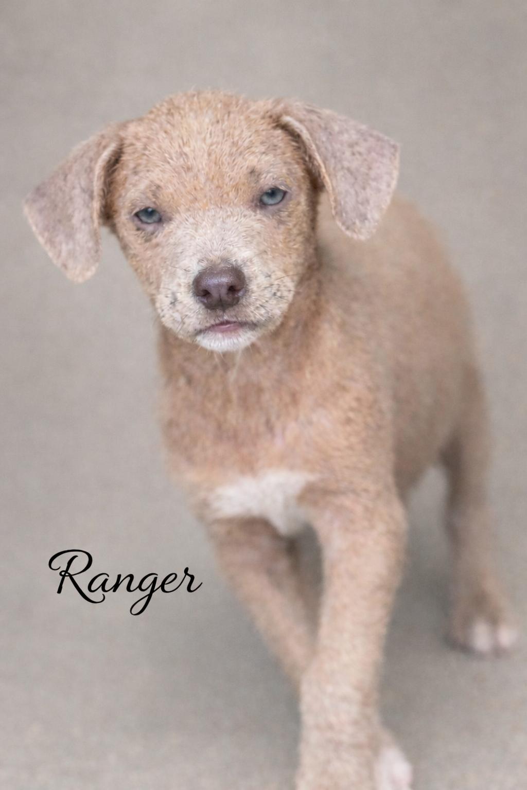 Enlarge Ranger , a Adoptable mixed breed in SYLVANIA, GA image 2/4