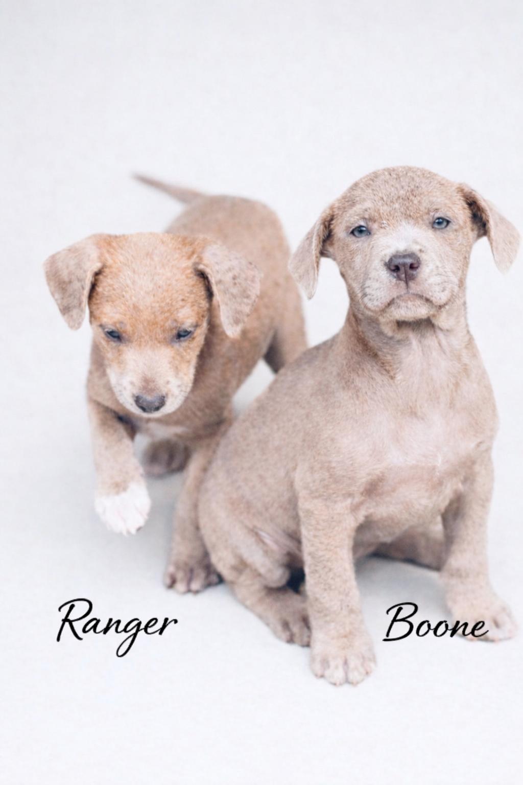 Enlarge Ranger , a Adoptable mixed breed in SYLVANIA, GA image 3/4