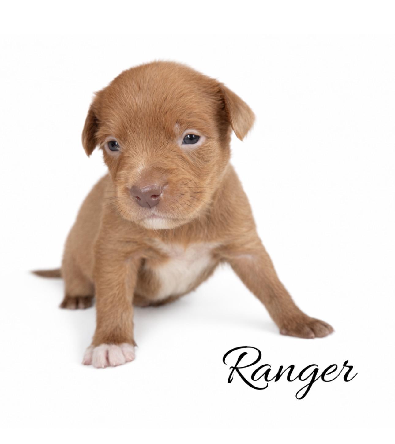 Enlarge Ranger , a Adoptable mixed breed in SYLVANIA, GA image 4/4