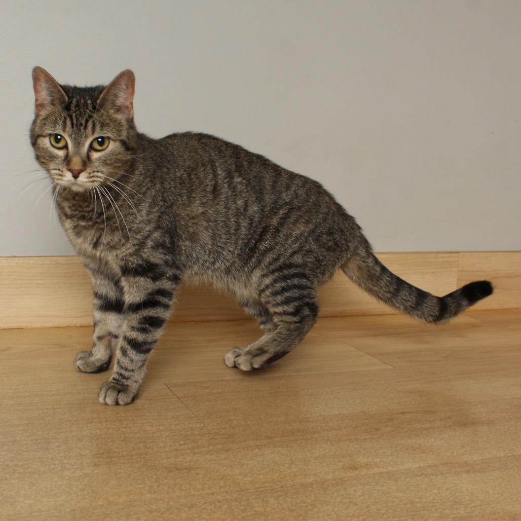 Enlarge Kendra C69131, a Adoptable mixed breed in Minnetonka, MN image 2/6